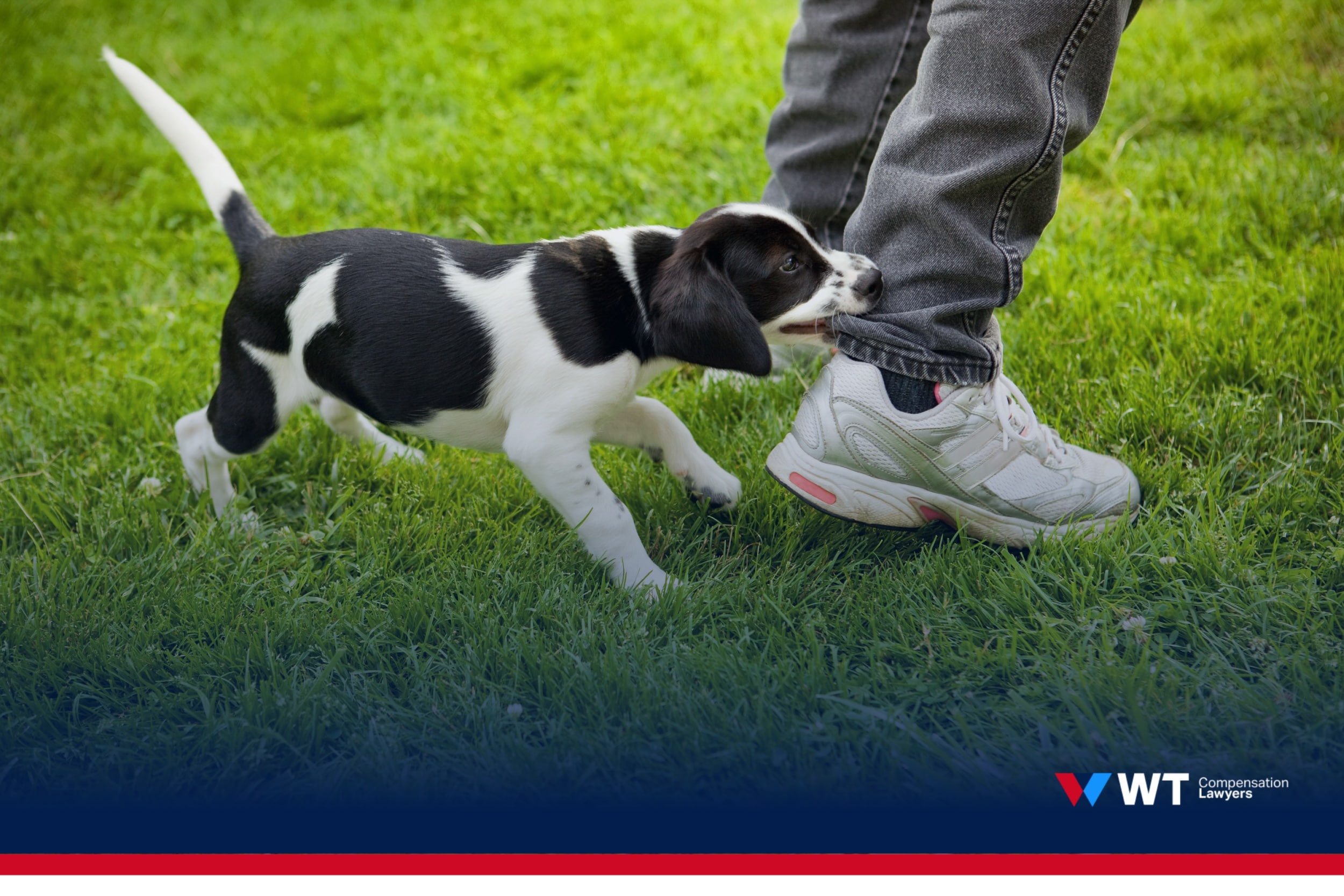 dog bite and animal attack compensation claim, qld